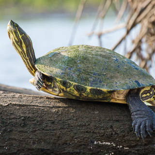 Tarcoles river - Orange-eared slider